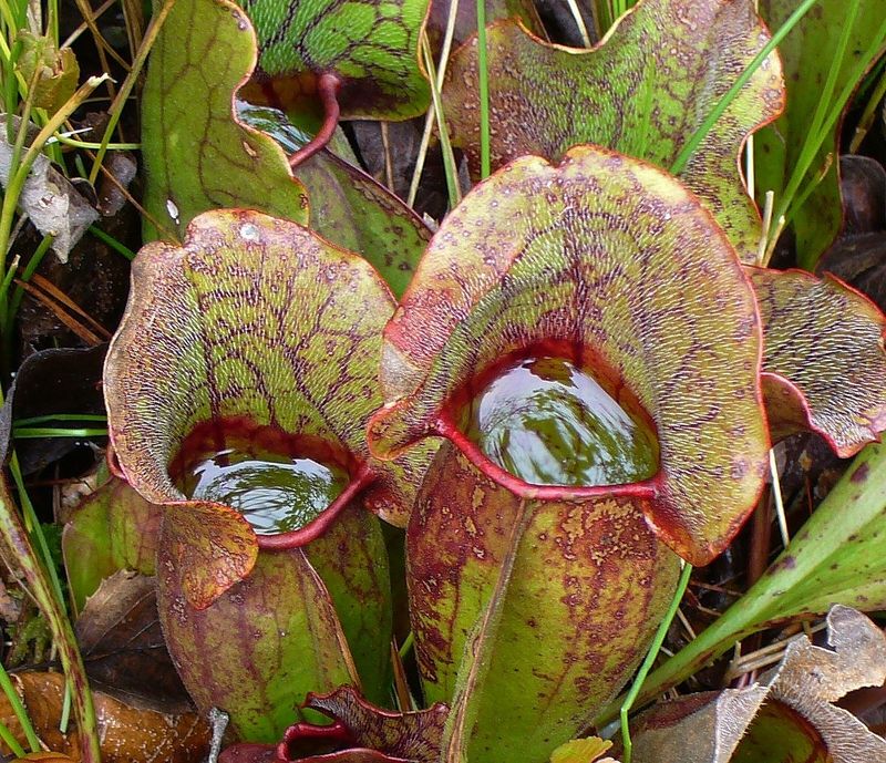 Meet the Plants That Eat Bugs for Lunch Meet the Plants That Eat Bugs for Lunch