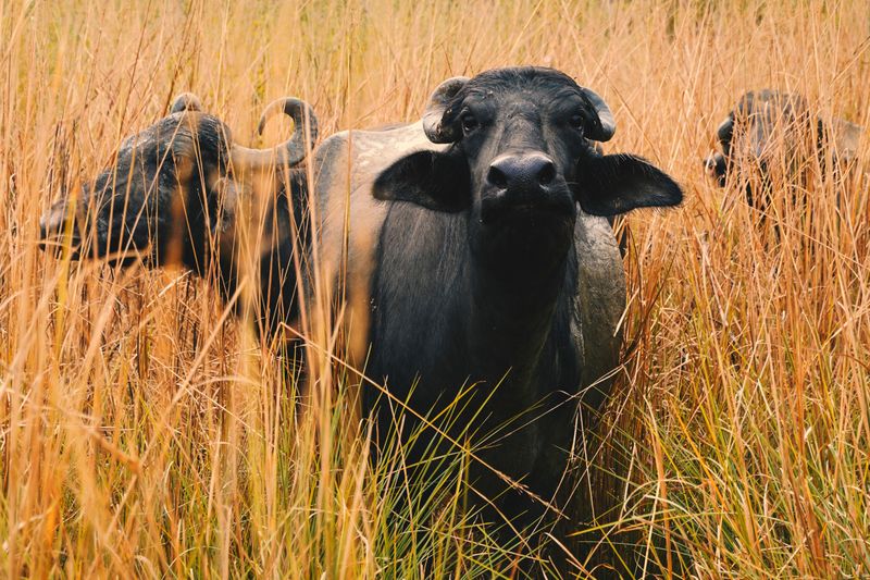Meet the Water Buffalo, Indiana's Most Unexpected Neighbors