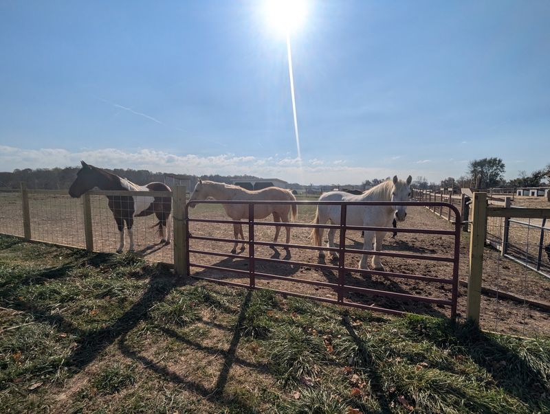 Meeting Over 250 Survivors Who Now Call The Pasture Home Meeting Over 250 Survivors Who Now Call The Pasture Home