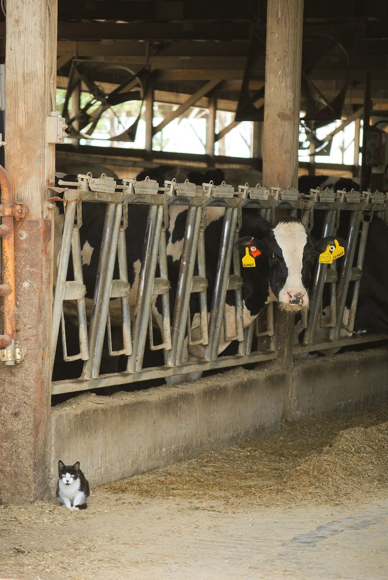 Meeting The Cows Behind The Milk
