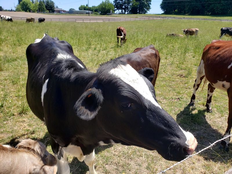Meeting The Cows Face To Face Meeting The Cows Face To Face