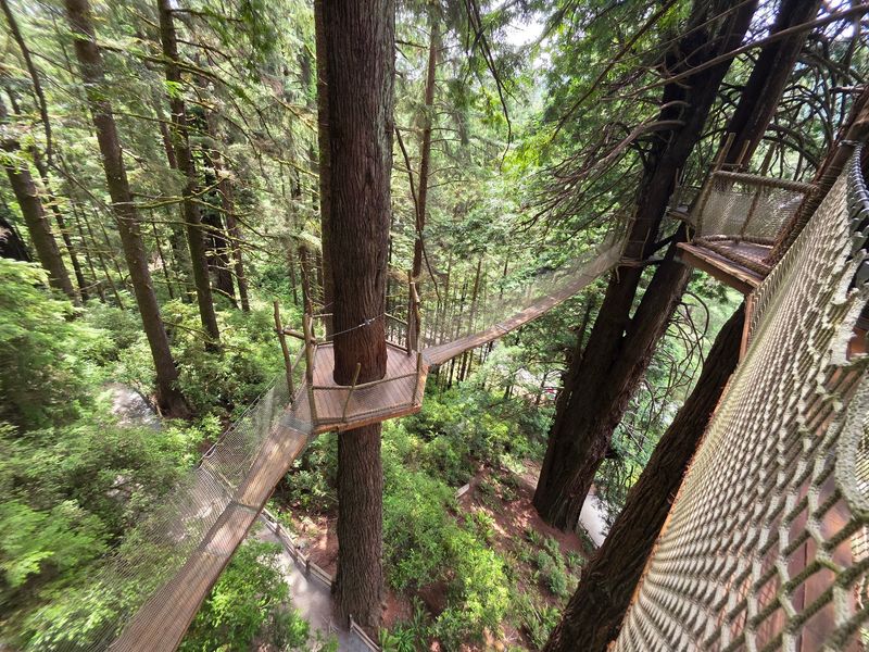 Meeting a Redwood That Is Roughly 800 Years Old