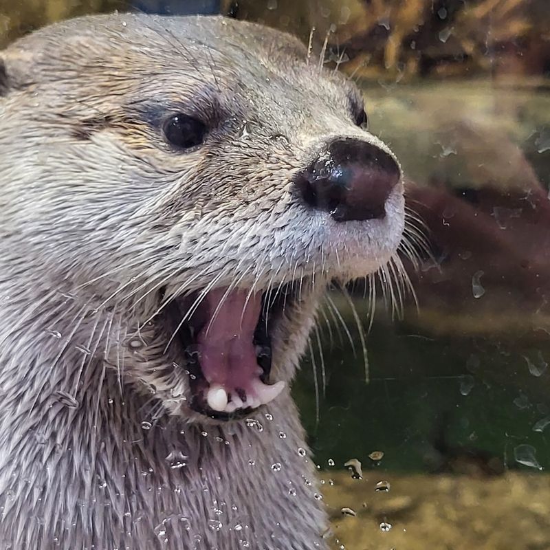 Meeting the Otters at the Discovery Zoo