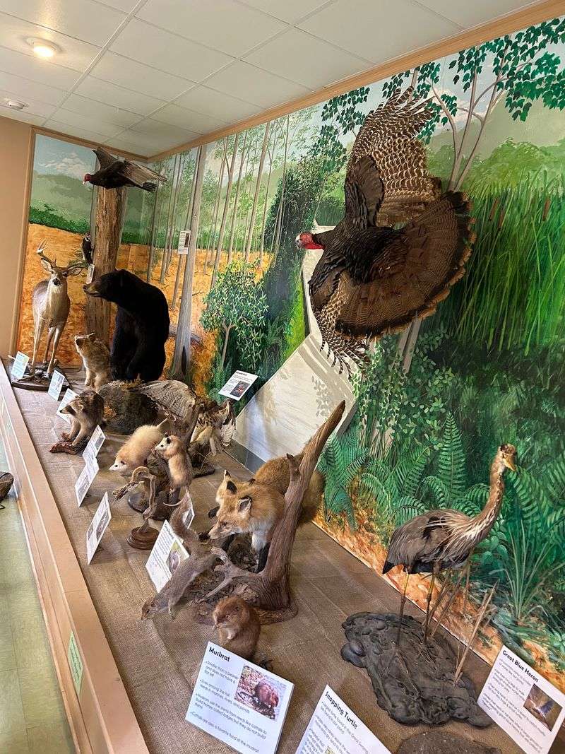 Meeting the Taxidermy Wall Indoors