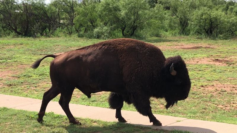 Meeting the Texas State Bison Herd Up Close Meeting the Texas State Bison Herd Up Close