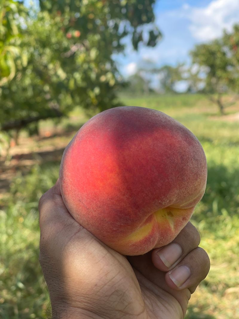 Melick's Town Farm Califon Orchards