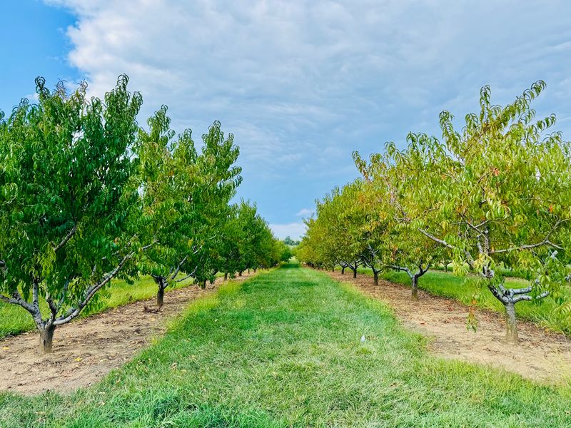 Melick's Town Farm at Califon Orchards Melick's Town Farm at Califon Orchards