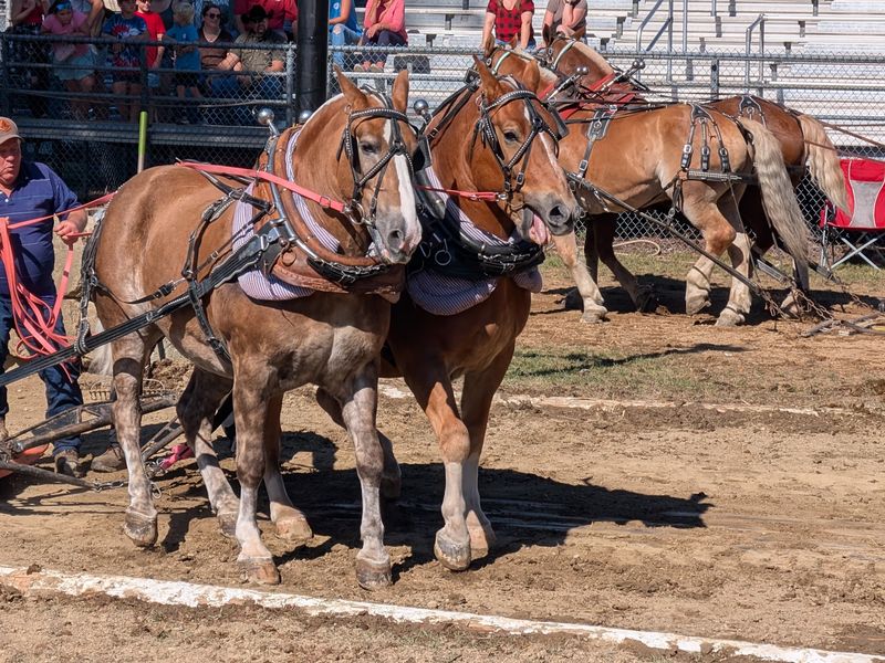Mighty Horses and Oxen Steal the Show Mighty Horses and Oxen Steal the Show