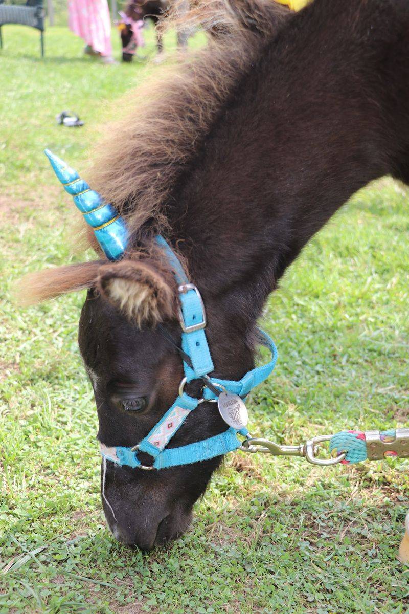 Mini Horses With Unicorn Dreams Mini Horses With Unicorn Dreams