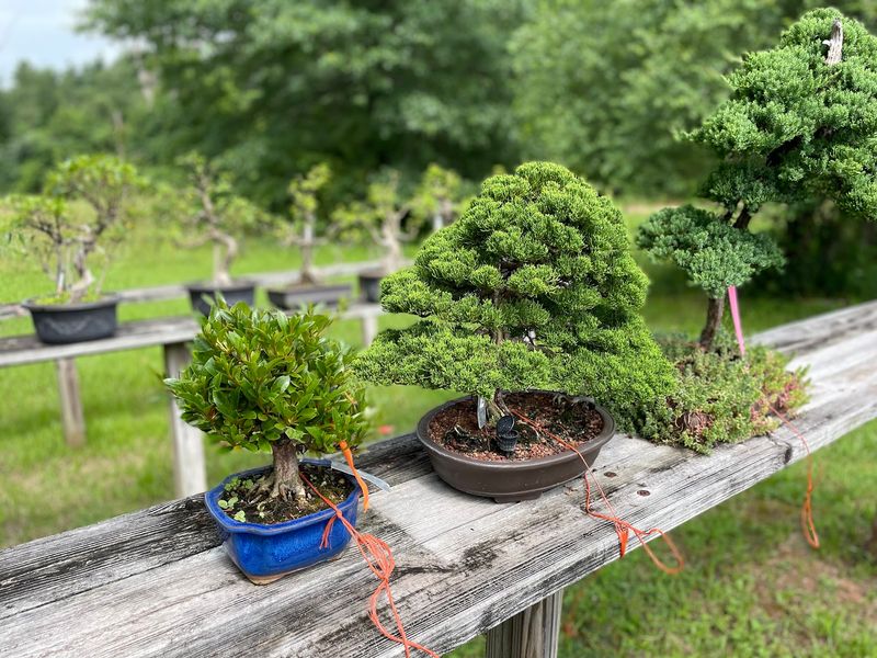 Miniature Forests That Slow You Right Down