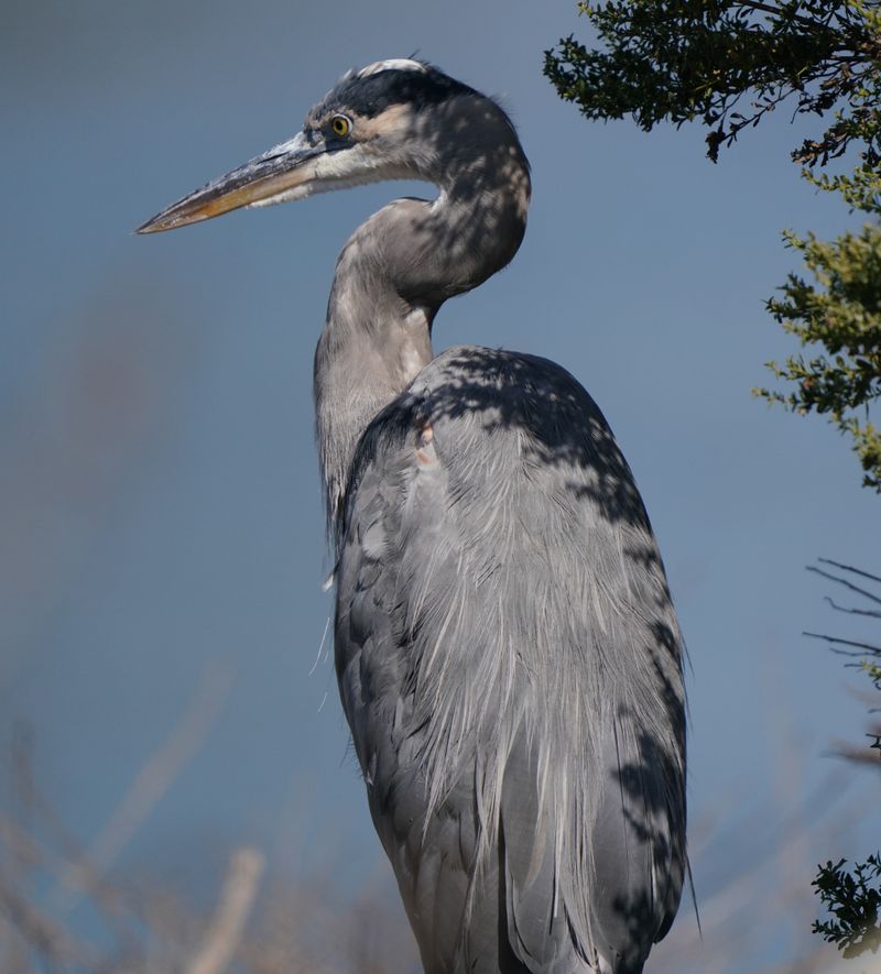 More Than 100 Great Blue Herons Nesting in Spring