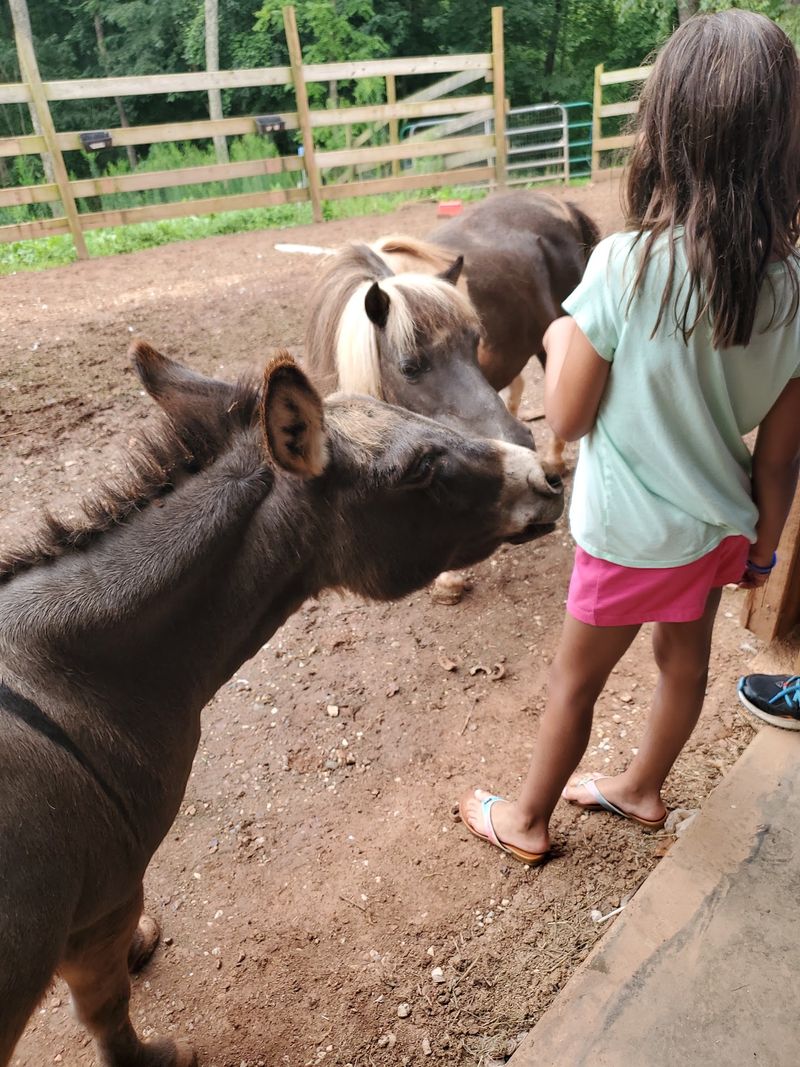 More Than Just Alpacas More Than Just Alpacas