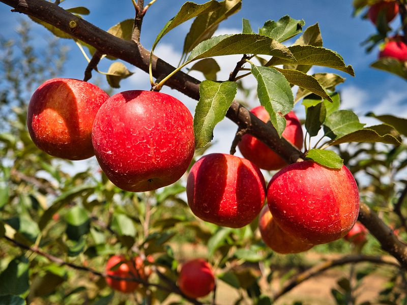 More Than Twenty Apple Varieties Waiting In Autumn More Than Twenty Apple Varieties Waiting In Autumn