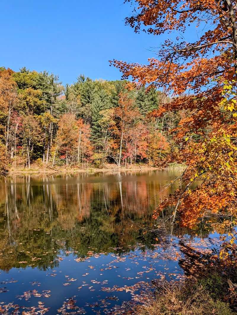 Morgan-Monroe State Forest, Martinsville