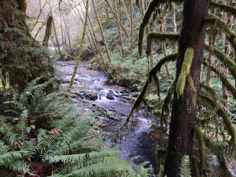 Moss, Ferns, and Towering Coast Range Trees