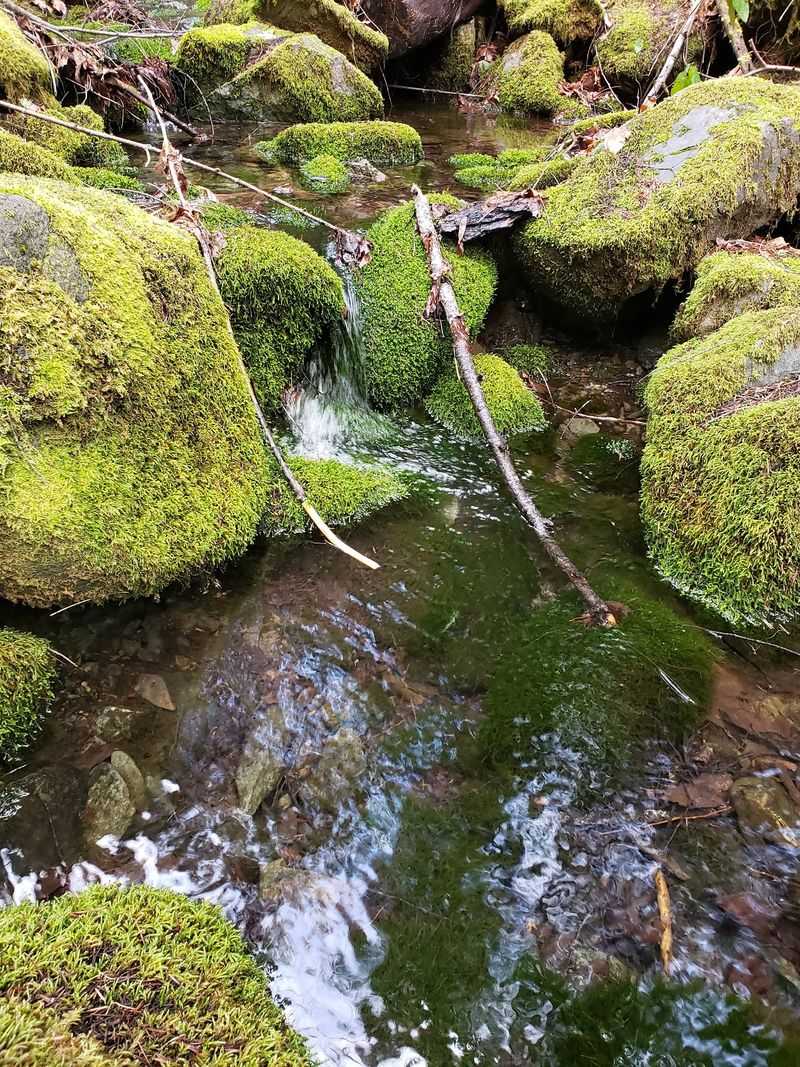 Moss, Ferns, and a Canyon Full of Green