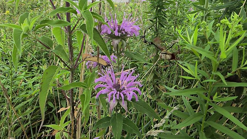 Moths, Wildflowers, and Balsam Fir