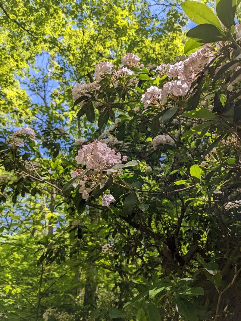 Mountain Laurel Puts On A Serious Show Mountain Laurel Puts On A Serious Show
