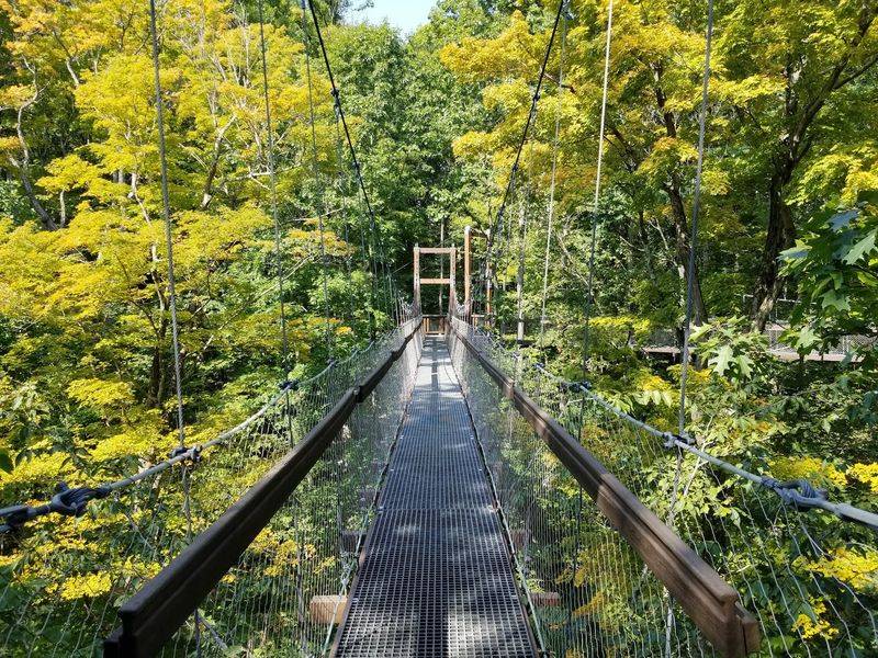 Murch Canopy Walk Among the Treetops