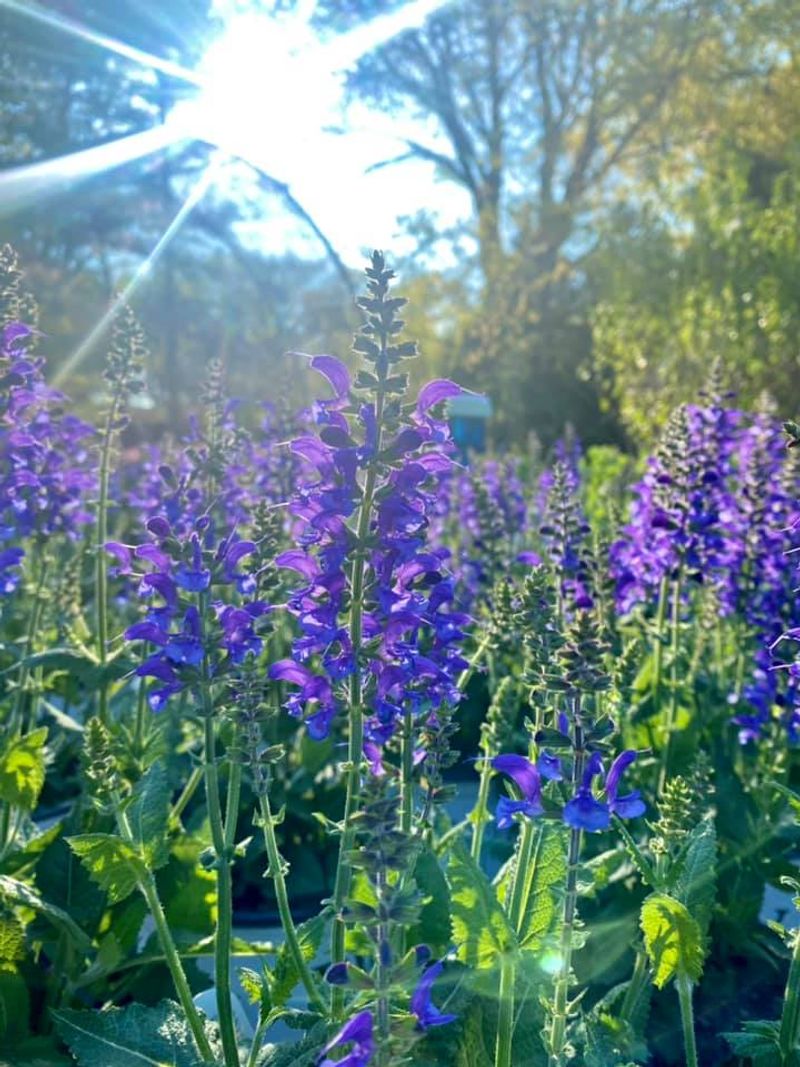 Native Plants With A Purpose Behind Them Native Plants With A Purpose Behind Them