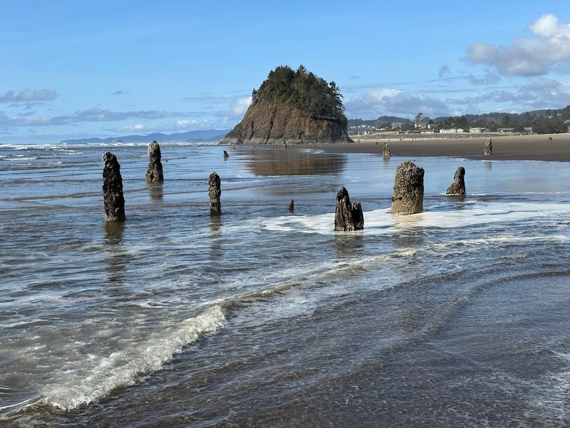 Neskowin Ghost Forest Neskowin Ghost Forest