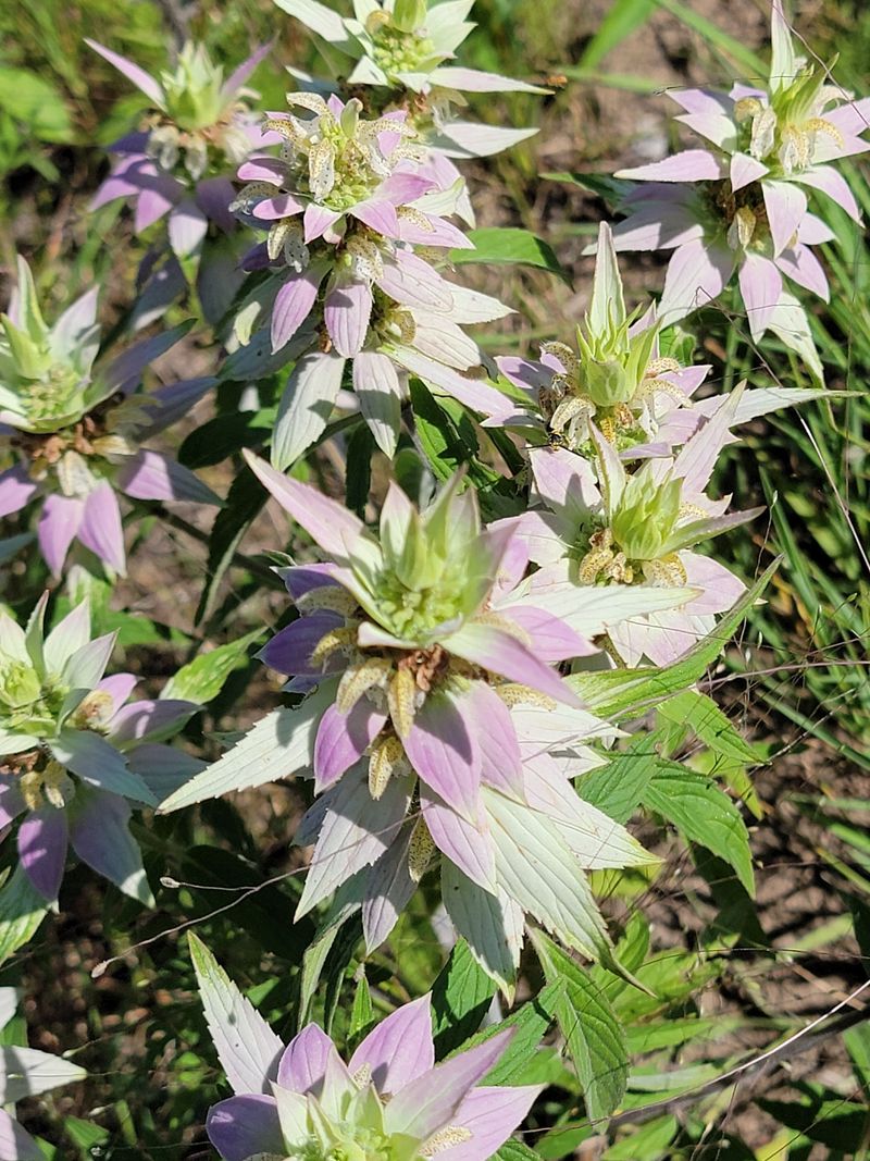 Nine Kinds of Milkweed and a Prairie Built From Scratch Nine Kinds of Milkweed and a Prairie Built From Scratch