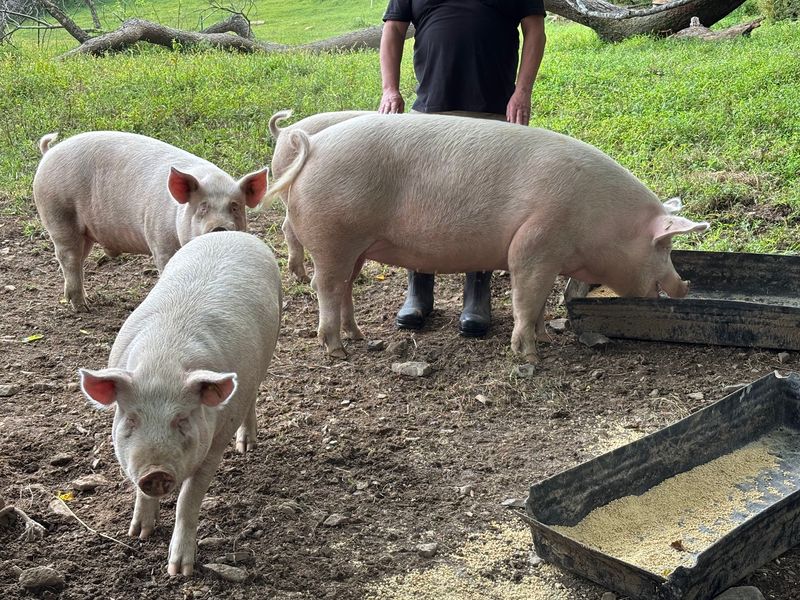 No Antibiotics, No Growth Hormones, No Rushing