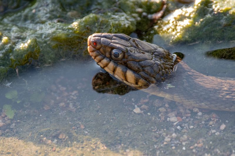 Northern Water Snakes Rule The Shoreline Northern Water Snakes Rule The Shoreline