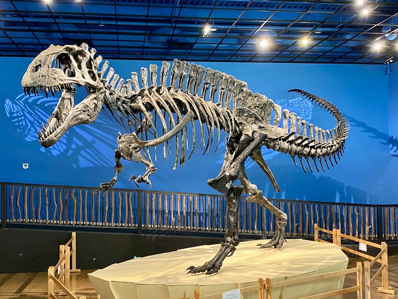 Oklahoma's Official State Dinosaur, Up Close