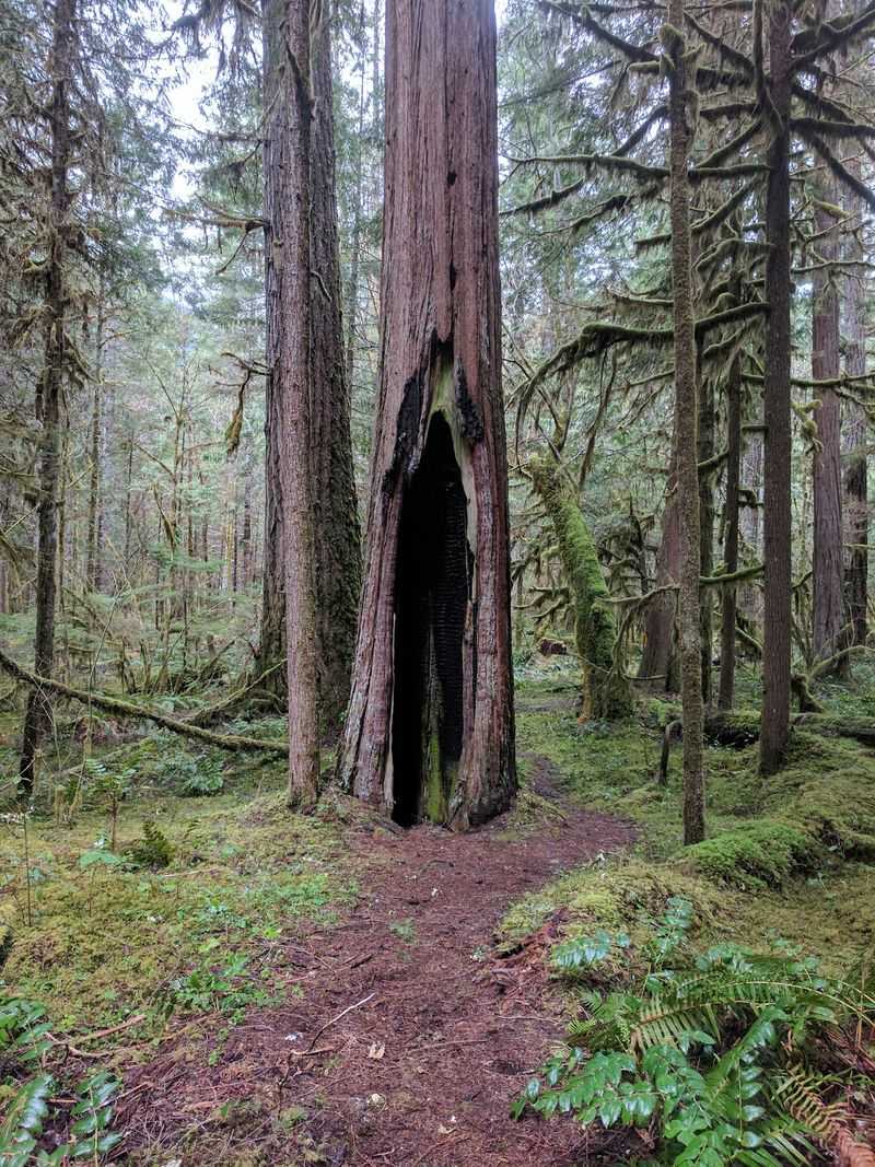 Old Growth Giants And Deep Green Moss Old Growth Giants And Deep Green Moss