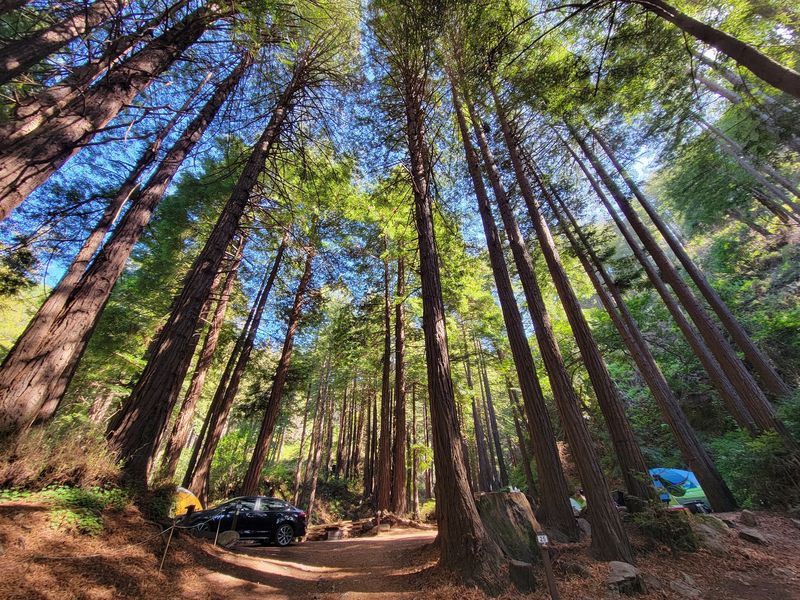 Old-Growth Groves That Were Nearly Logged Again