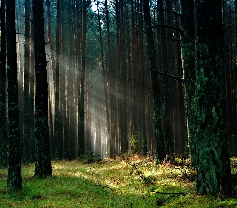 Old Growth Trees and Forest Walks