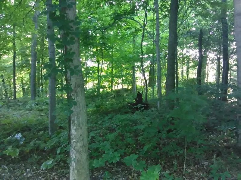 Old Hardwoods That Watched the Whole Thing