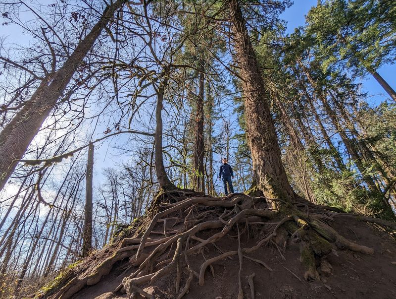 Old Trees And Forest Air That Slows Breathing Down