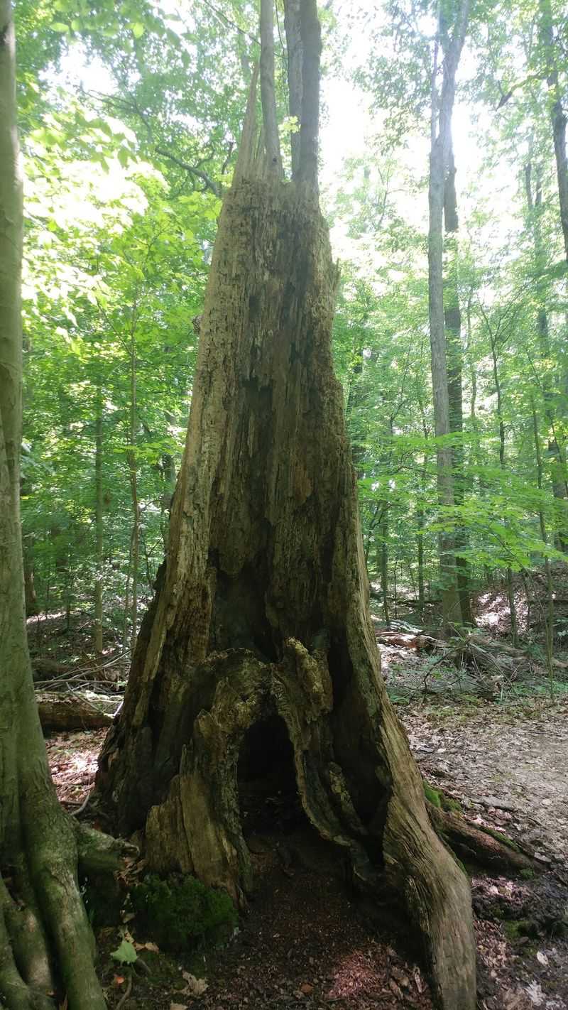 Old Trees, Mushrooms, and the Annual Knap-In Old Trees, Mushrooms, and the Annual Knap-In