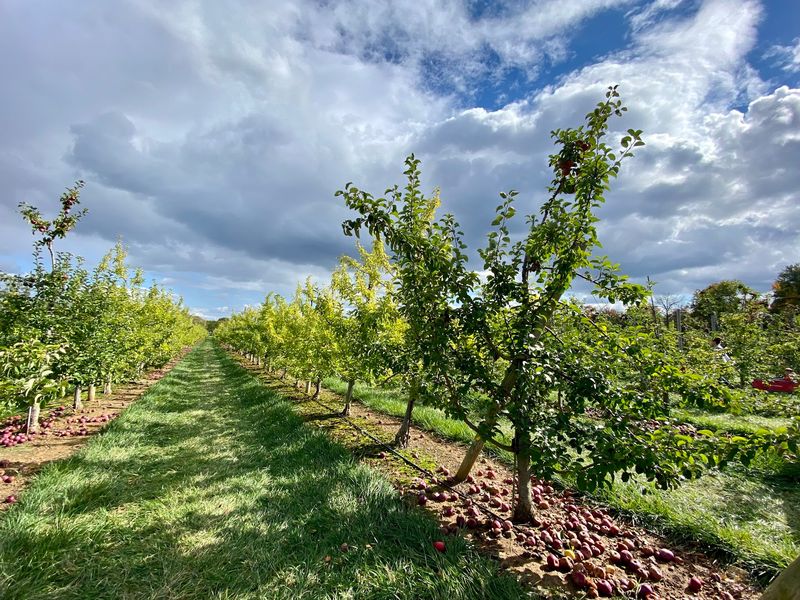 Oldwick Cider Mill and Orchard