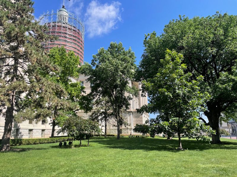 Only About 50 Of These Trees Are Still Standing