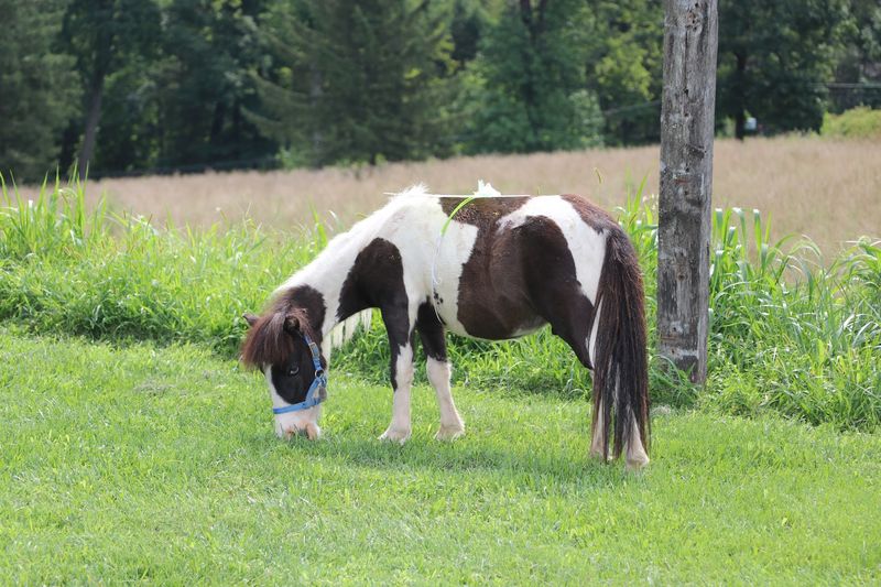 Open Fields and Happy Grazing Open Fields and Happy Grazing