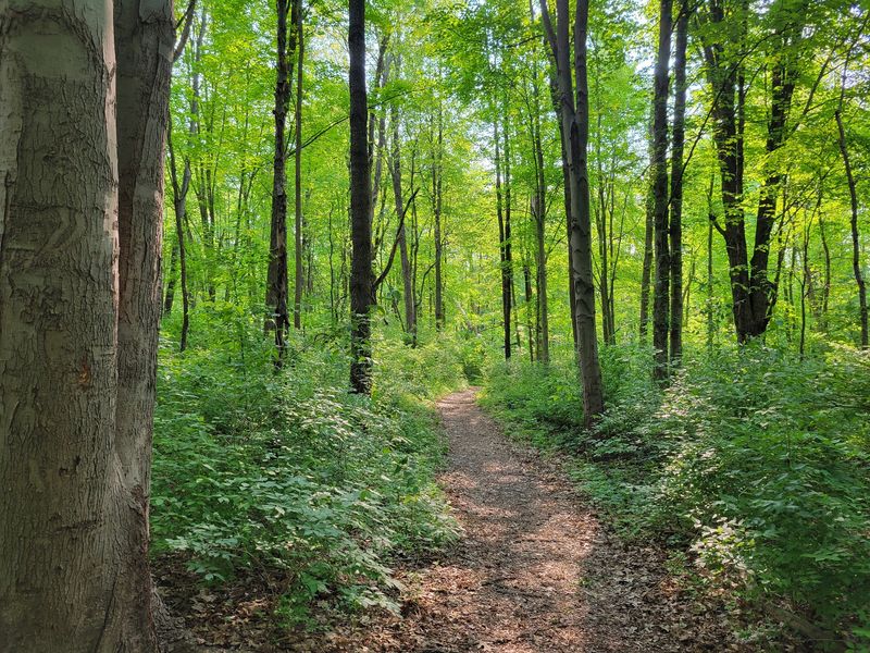 Osprey Overhead and Warblers in the Understory Osprey Overhead and Warblers in the Understory