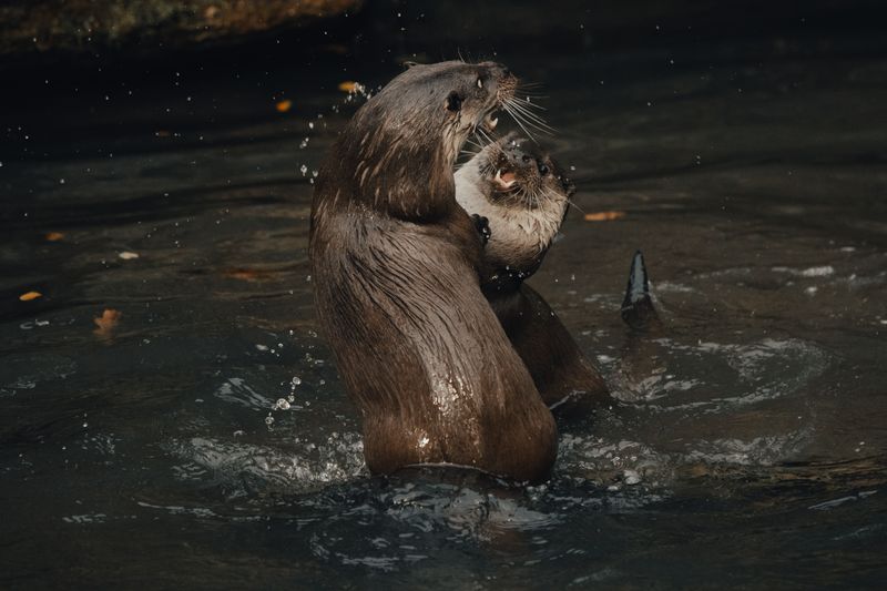 Otters, Bobcats, And A Frog Worth Protecting