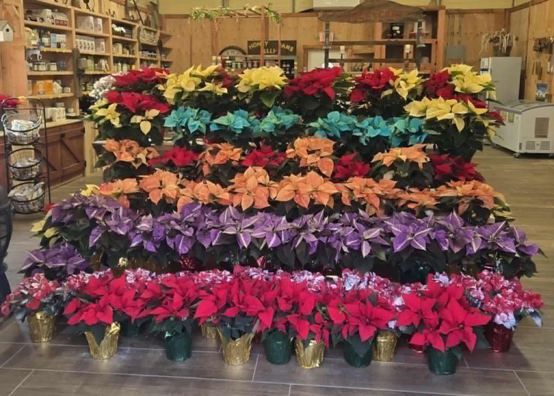 Outdoor Garden Center Bursting With Plants