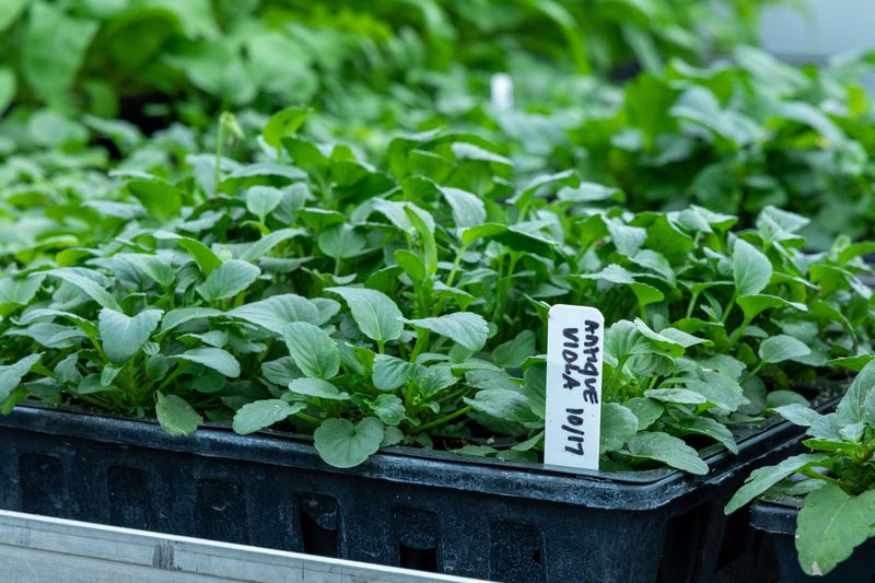 Over 450 Perennial Varieties Growing Under One Roof Over 450 Perennial Varieties Growing Under One Roof