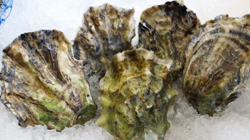 Oysters and Clams for Beach House Cooking