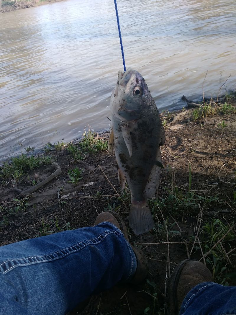 Paddles, Fishing Poles, and the State River Paddles, Fishing Poles, and the State River