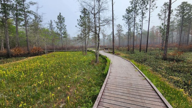 Paved Path, Then Wooden Planks Paved Path, Then Wooden Planks