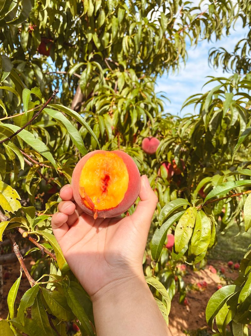 Peach Season Turns The Rows Into Something Golden Peach Season Turns The Rows Into Something Golden