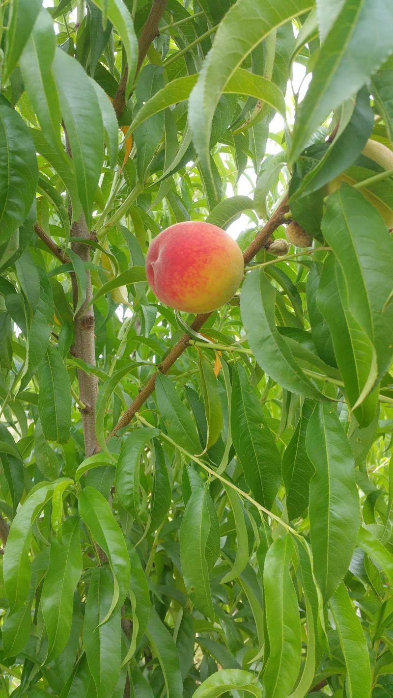 Peaches Worth the Late Summer Trip