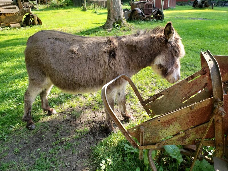 Peacocks, Donkeys, and Other Friendly Faces