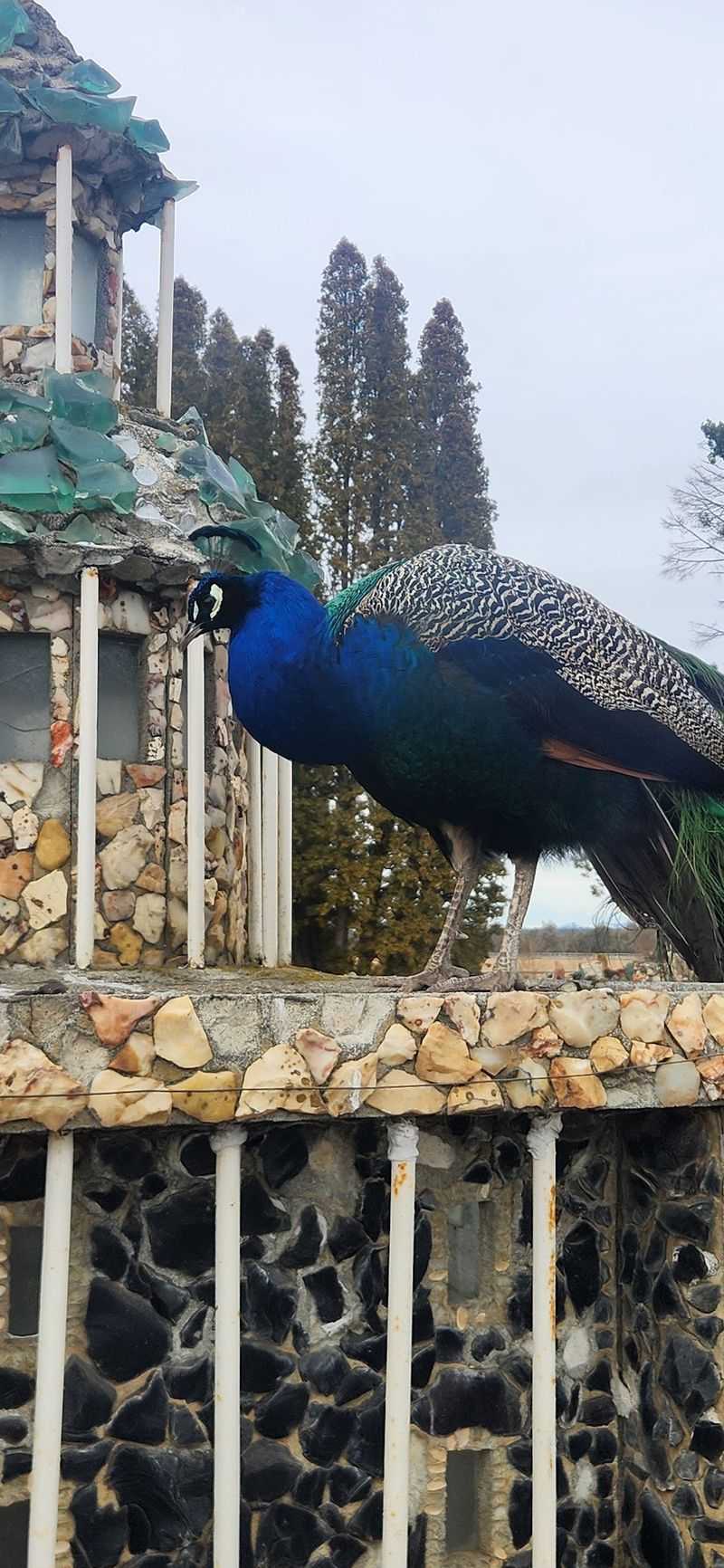 Peacocks With Serious Opinions Peacocks With Serious Opinions