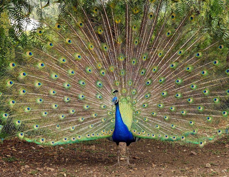 Peacocks with Star Power